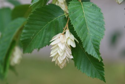 Ostrya carpinifolia - habrovec habrolistý - zrající plod a list (2)